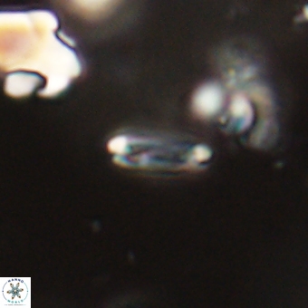 Tenebrolamina bramlettei 67612