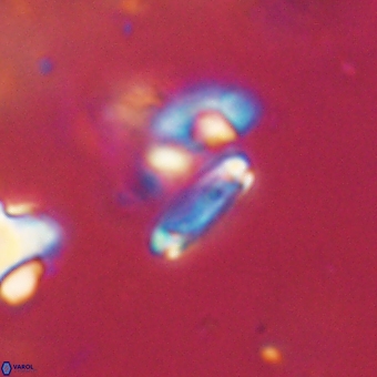 Tenebrolamina bramlettei 67615