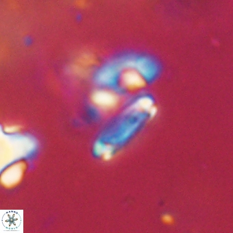 Tenebrolamina bramlettei 67615