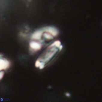 Tenebrolamina bramlettei 67616