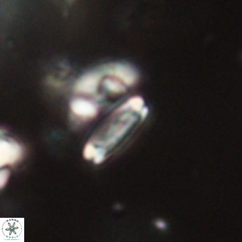 Tenebrolamina bramlettei 67616
