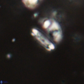 Tenebrolamina bramlettei 67617
