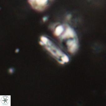 Tenebrolamina bramlettei 67617
