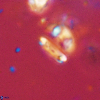 Tenebrolamina bramlettei 67618