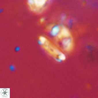 Tenebrolamina bramlettei 67618