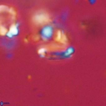 Tenebrolamina bramlettei 67619