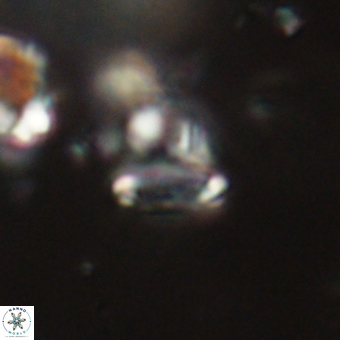 Tenebrolamina bramlettei 67622
