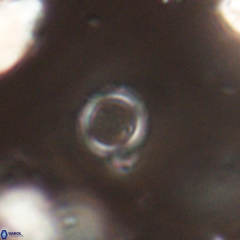 Tenebrolamina bramlettei 67624