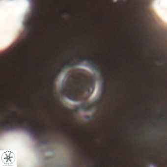 Tenebrolamina bramlettei 67624