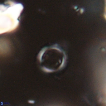 Tenebrolamina bramlettei 67626