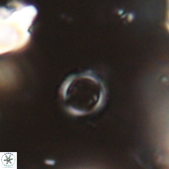 Tenebrolamina protoannulus 67626