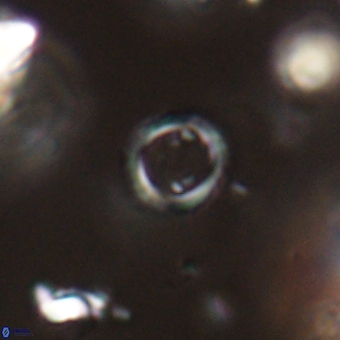 Tenebrolamina bramlettei 67629