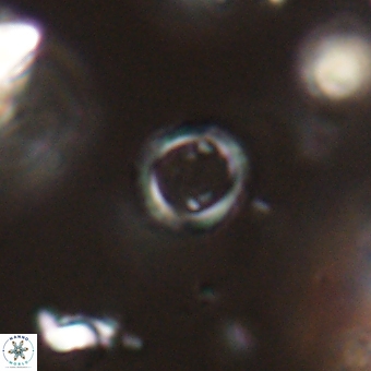 Tenebrolamina bramlettei 67629