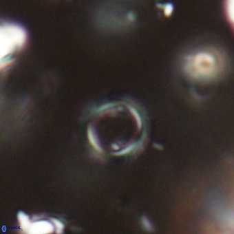 Tenebrolamina bramlettei 67630
