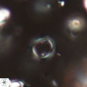Tenebrolamina bramlettei 67630