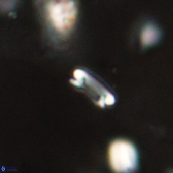 Tenebrolamina bramlettei 69309