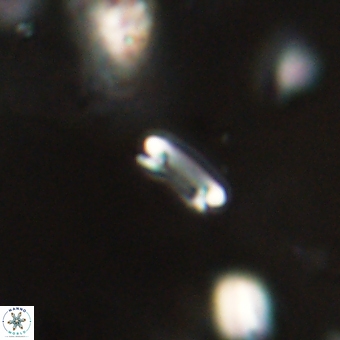 Tenebrolamina bramlettei 69309