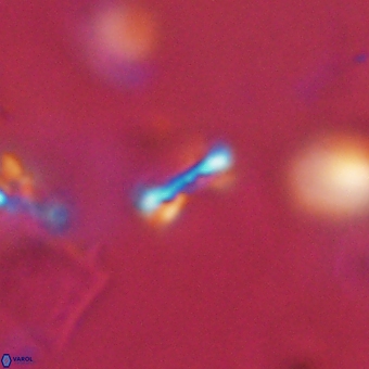 Tenebrolamina bramlettei 69311