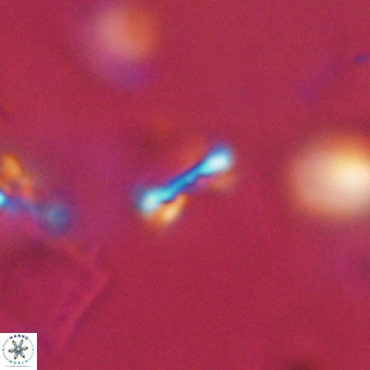 Tenebrolamina bramlettei 69311