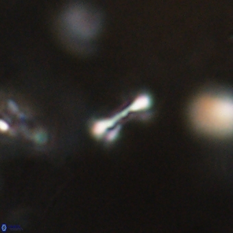 Tenebrolamina bramlettei 69312