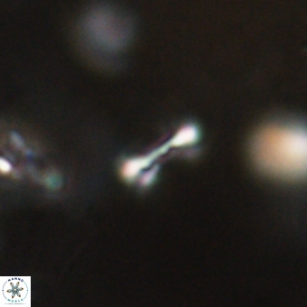 Tenebrolamina bramlettei 69312