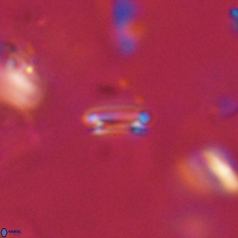 Tenebrolamina bramlettei 69314