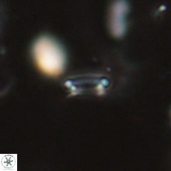 Tenebrolamina bramlettei 69315