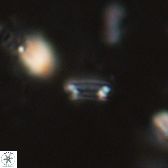 Tenebrolamina bramlettei 69317