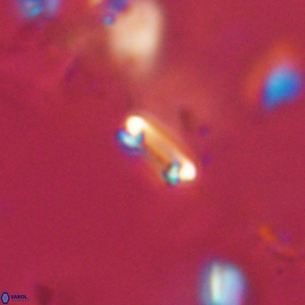Tenebrolamina bramlettei 69319