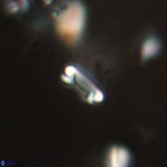Tenebrolamina bramlettei 69320