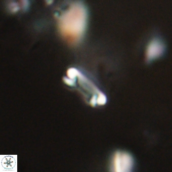 Tenebrolamina bramlettei 69320