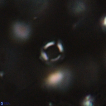 Tenebrolamina bramlettei 69321