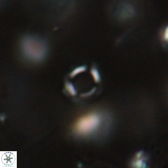 Tenebrolamina bramlettei 69321