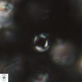 Tenebrolamina bramlettei 69325