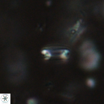 Tenebrolamina bramlettei 69327