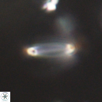 Tenebrolamina bramlettei VR 30402