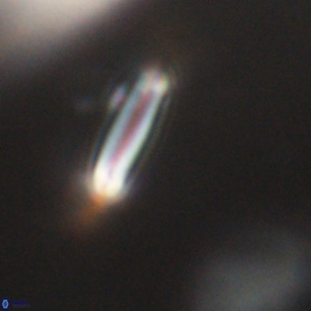 Tenebrolamina bramlettei VR 30423