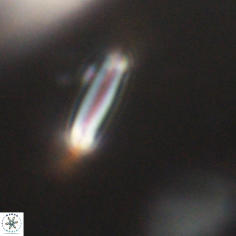 Tenebrolamina bramlettei VR 30423