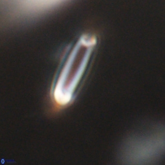 Tenebrolamina bramlettei VR 30424