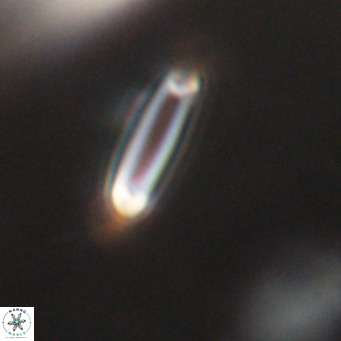 Tenebrolamina bramlettei VR 30424