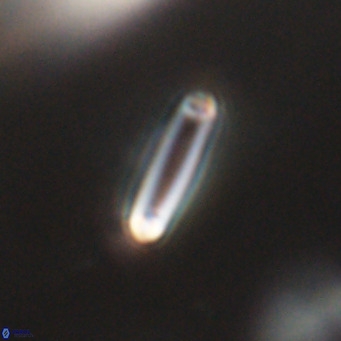 Tenebrolamina bramlettei VR 30425