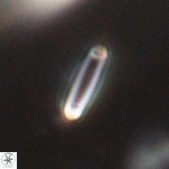 Tenebrolamina bramlettei VR 30425