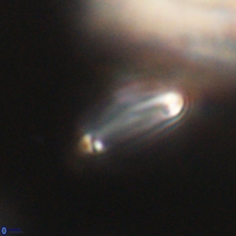 Tenebrolamina bramlettei VR 30436