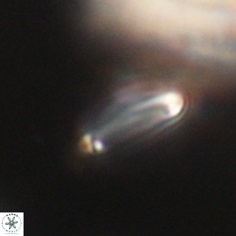 Tenebrolamina bramlettei VR 30436