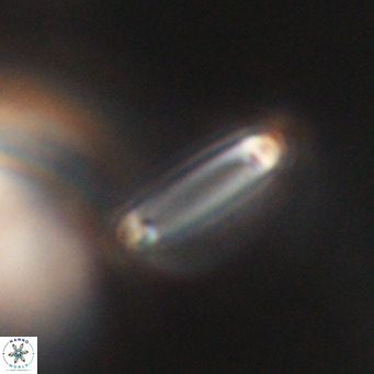 Tenebrolamina bramlettei VR 30439