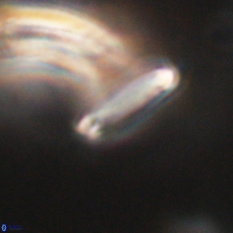 Tenebrolamina bramlettei VR 30440