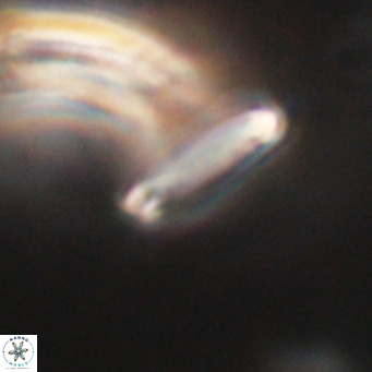 Tenebrolamina bramlettei VR 30440