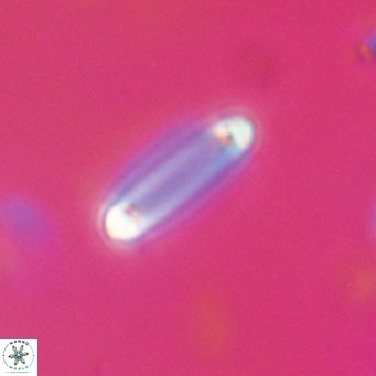 Tenebrolamina bramlettei VR 30381