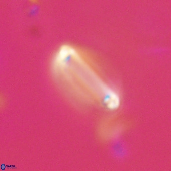 Tenebrolamina bramlettei VR 30382