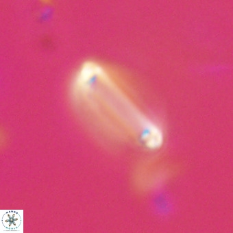 Tenebrolamina bramlettei VR 30382